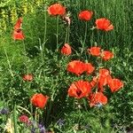 Papaver rhoeas Cvet