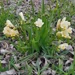 Freesia leichtlinii Συνήθη χαρακτηριστικά