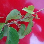 Croton arboreus