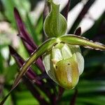 Phragmipedium longifolium Кветка