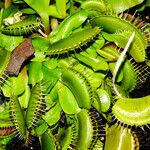 Dionaea muscipula পাতা