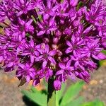 Allium giganteum Flor