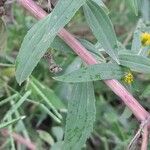 Flaveria bidentis Blatt