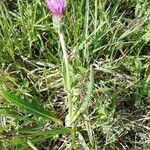 Cirsium dissectum Συνήθη χαρακτηριστικά