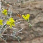 Helianthemum lippii Çiçek