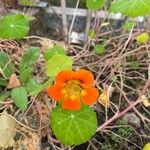 Tropaeolum minus Fiore