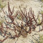 Rumex dentatus Habitus