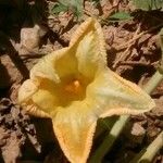 Cucurbita pepo Flower