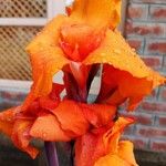 Canna × hybridaЦвят