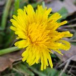 Taraxacum sect. Taraxacum Flower