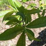 Prunus napaulensis Leaf