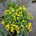 Caltha palustris عادت داشتن