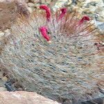 Mammillaria mercadensis Hábito