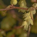 Epipogium aphyllum Flower