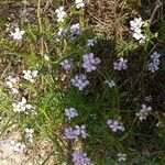 Cakile maritima 花