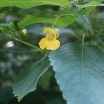 Impatiens pallida花