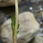 Cardamine crassifolia Leaf