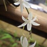 Aerangis calantha