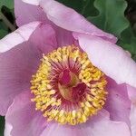 Paeonia daurica Blomma