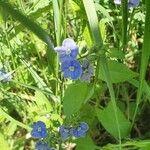 Veronica americana Blomma