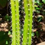 Hylocereus undatusFruit