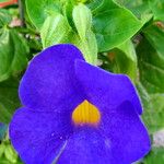 Thunbergia battiscombei Flower