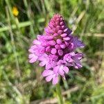 Anacamptis pyramidalis 花