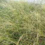 Stipa capillata Leaf