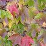 Parthenocissus tricuspidata Hábito