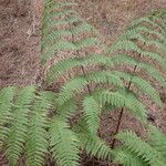 Dryopteris oligodonta Vivejo