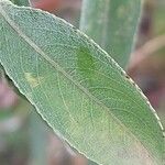 Salix triandra Leaf