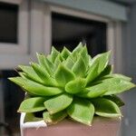 Echeveria agavoides Feuille