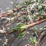 Tropaeolum pentaphyllum Flor