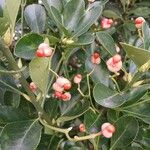 Euonymus japonicus Ffrwyth