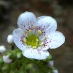 Saxifraga longifolia Flor