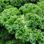 Brassica oleracea 葉