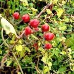 Solanum dulcamara Fruit