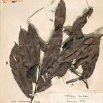 Heteropsis flexuosa Hoja