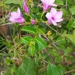 Cryptostegia grandiflora Flower