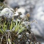 Carex esenbeckii Habit