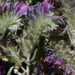 Echium albicans Otro