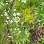 Erigeron strigosus花