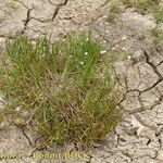 Juncus heterophyllus Habit