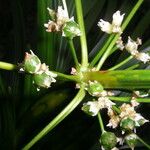 Lomandra insularis Fruchs