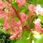 Aesculus pavia Flors