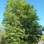 Tabebuia pallida Habitus