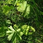 Alchemilla acutiloba Lapas