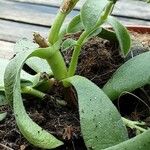 Crassula lanuginosa Blad