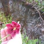 Fritillaria meleagrisFlor