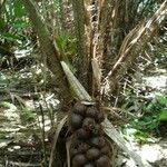 Salacca zalacca ഫലം